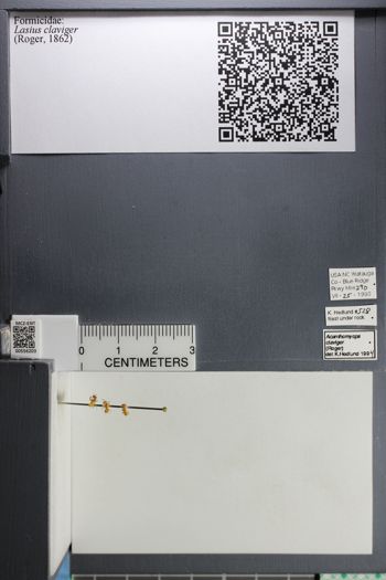 Media type: image;   Entomology 556203